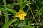 Creeping waterprimrose